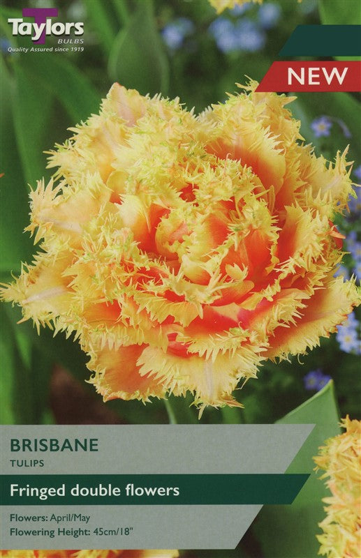 Taylors Bulbs Tulip Brisbane 5 Pack