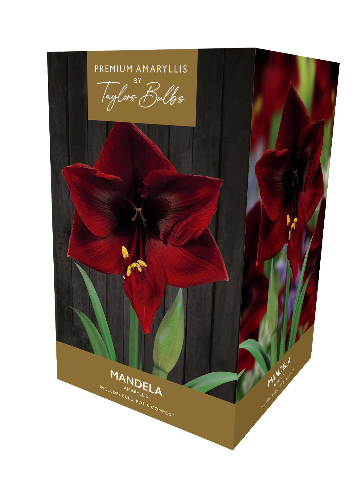 Taylors Bulbs Premium Amaryllis Mandela