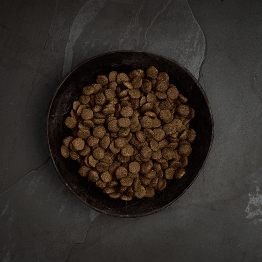 Canagan Scottish Salmon dry dog food kibble in a bowl