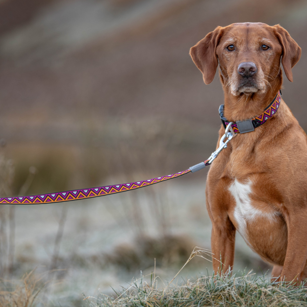 Neerdog Dahlia GO-CEE dog lead