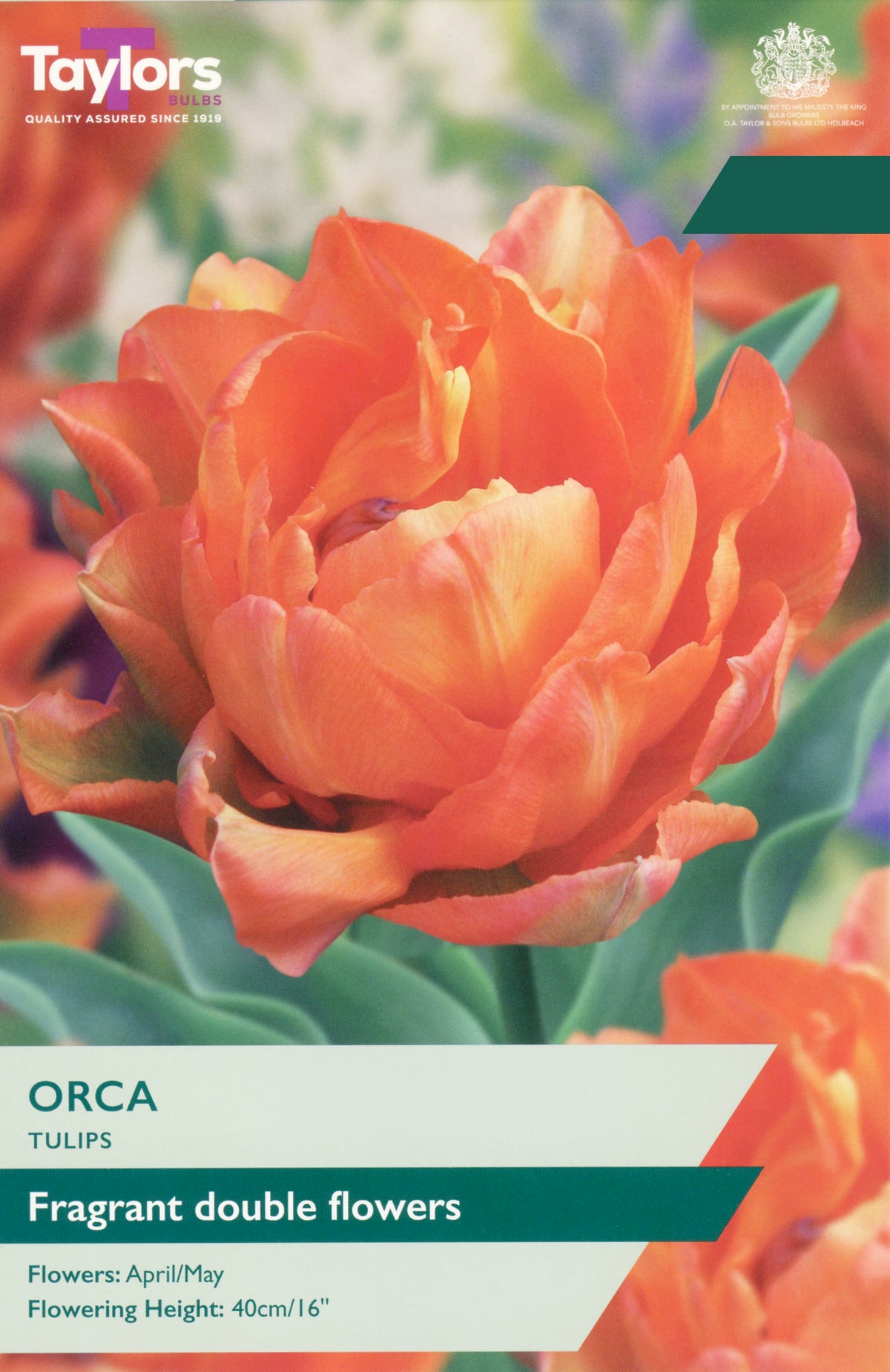 Taylors Bulbs Tulip Orca 5 Pack