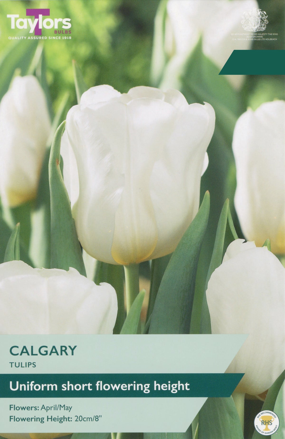 Taylors Bulbs Tulip Calgary pack