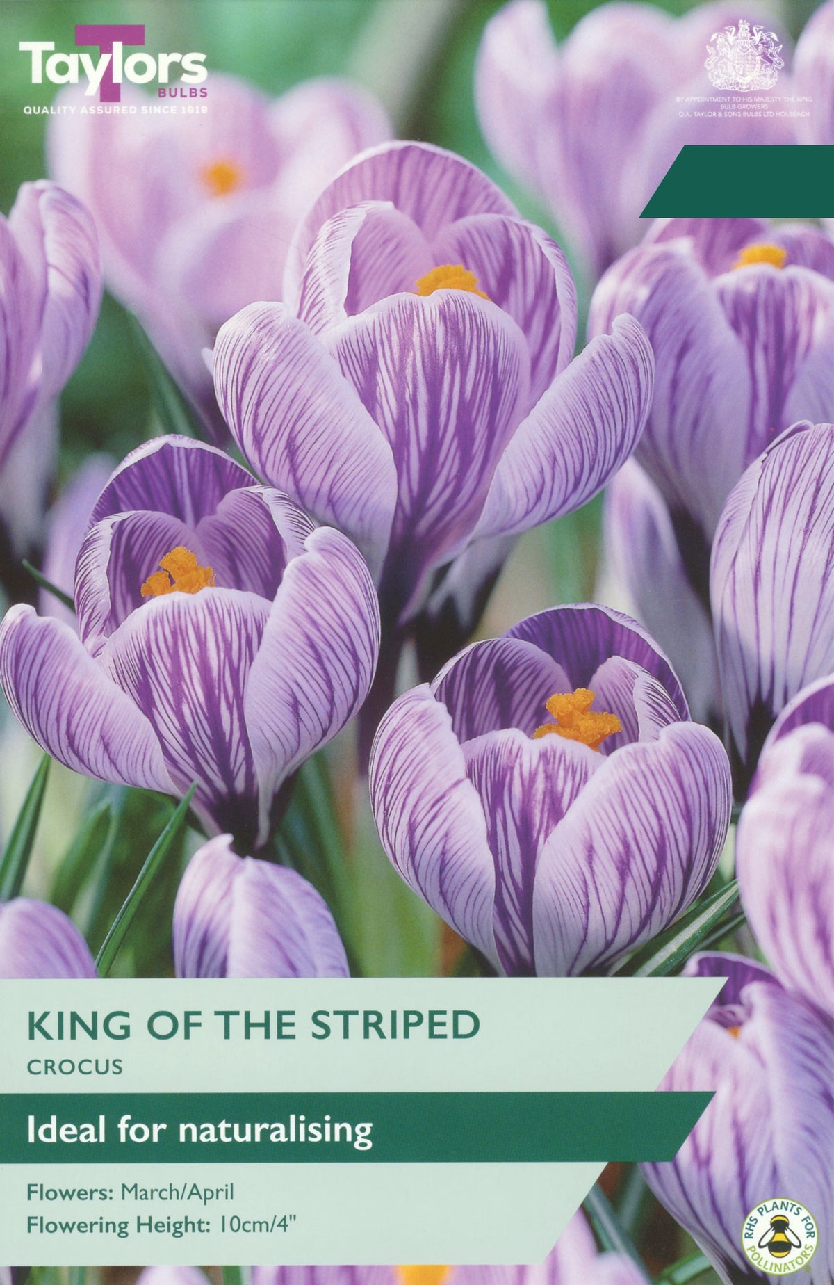 Taylors Bulbs Crocus King of the Striped pack