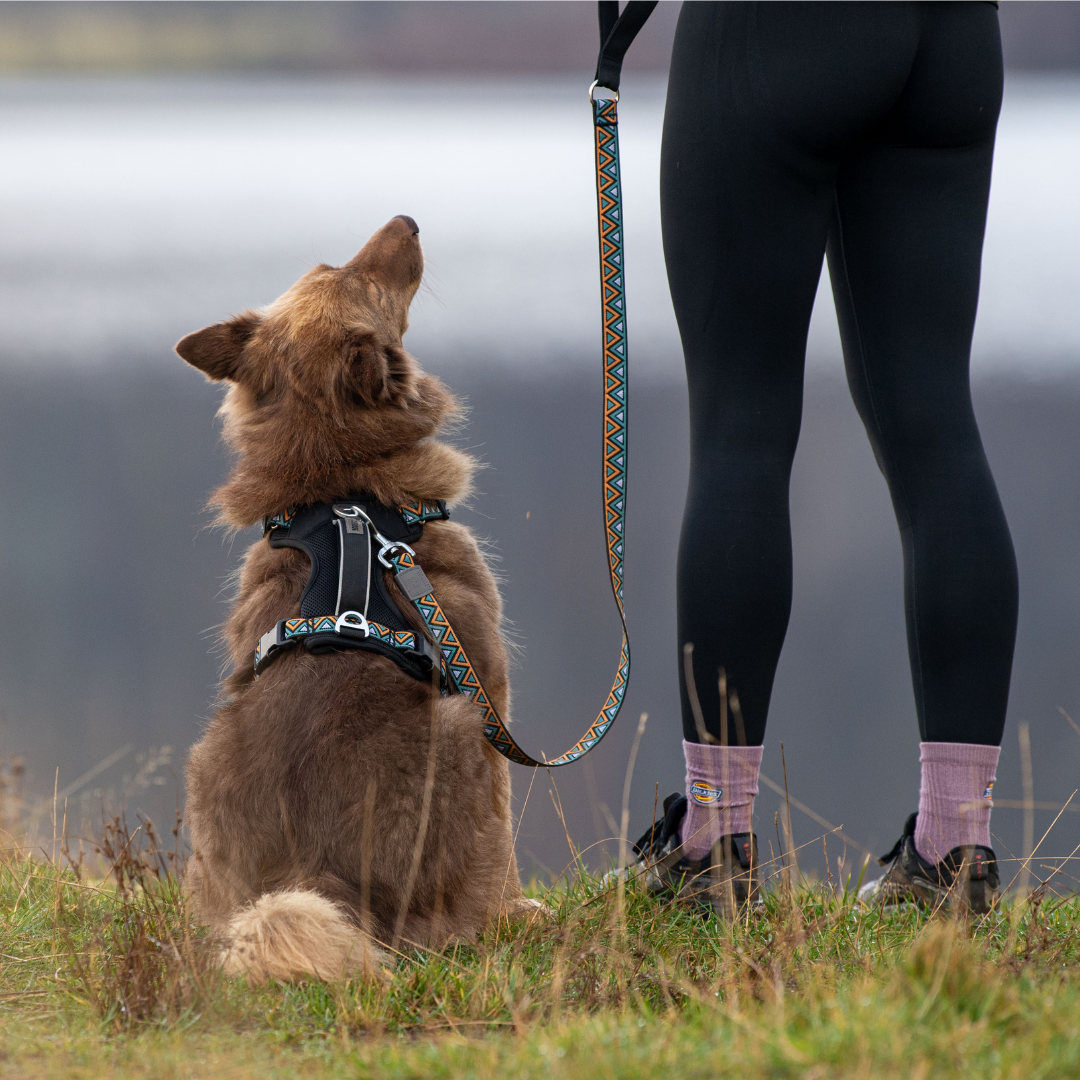 Neerdog Hollyhock GO-CEE dog lead