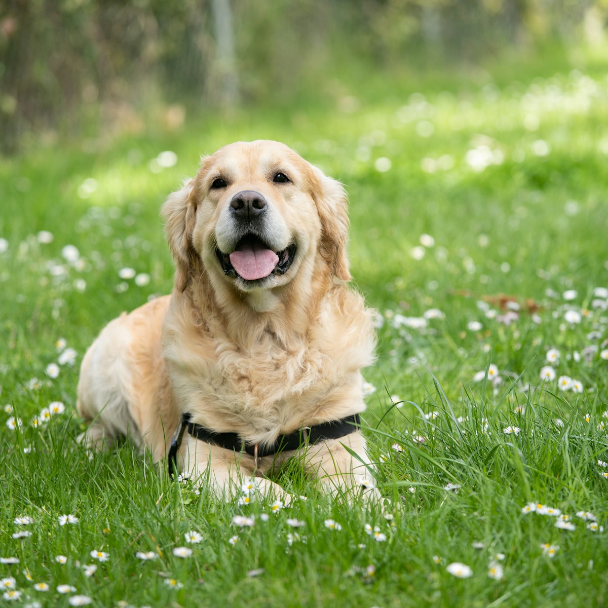 Golden retriever lying in the grass
