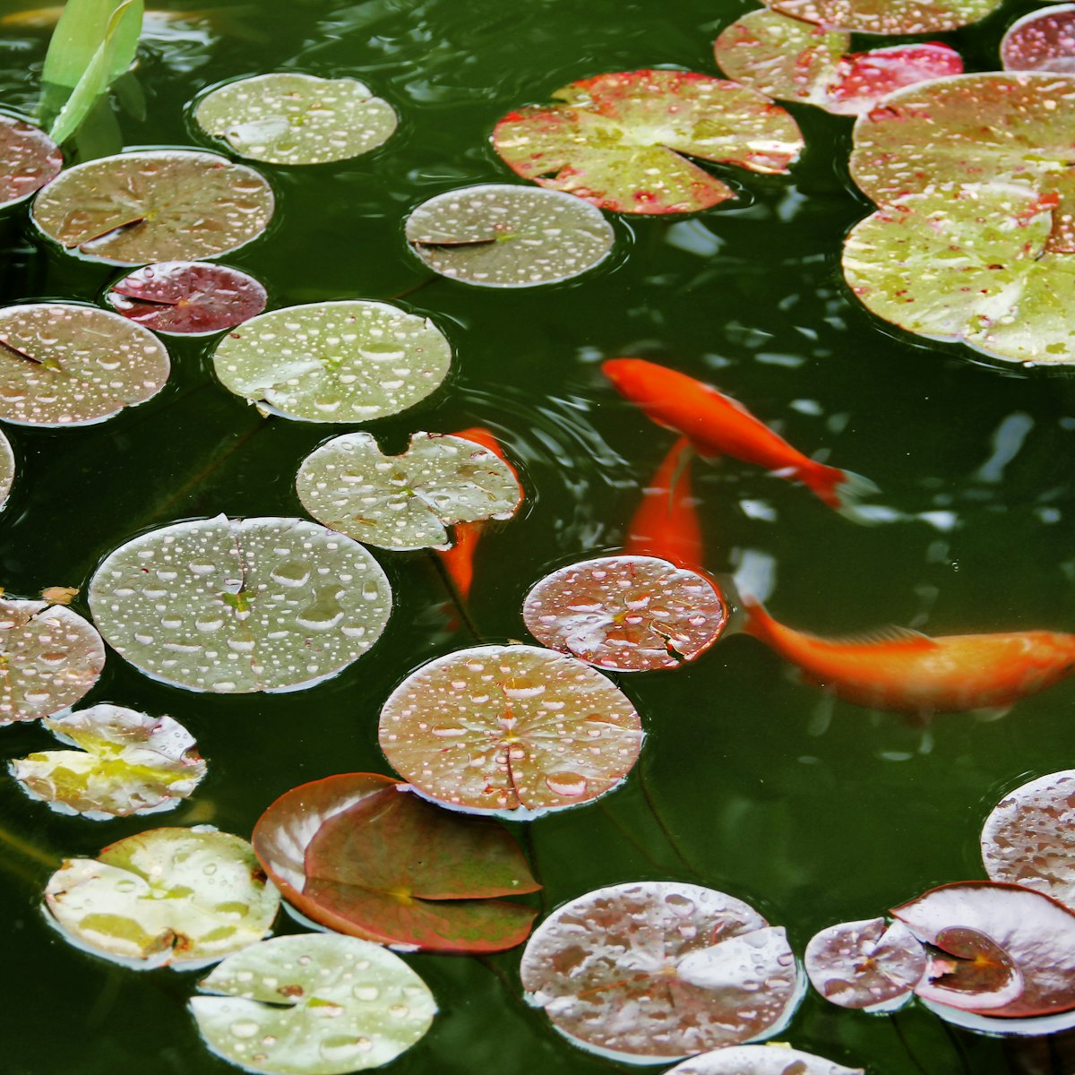 Orange koi swimming among lily pads in a pond