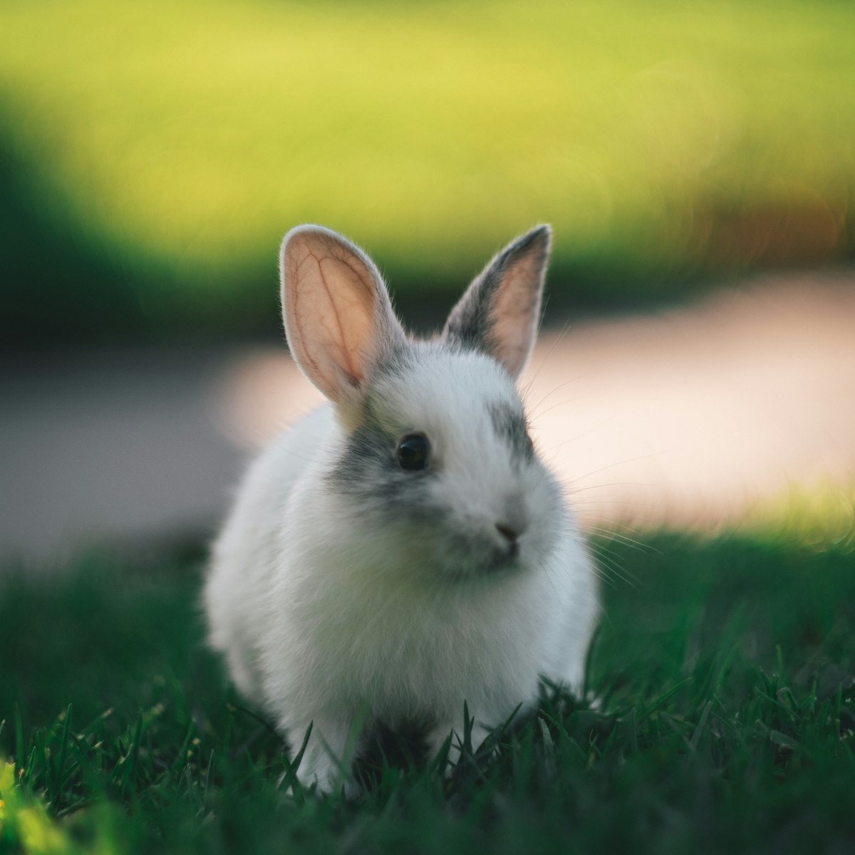 White rabbit sitting on the grass