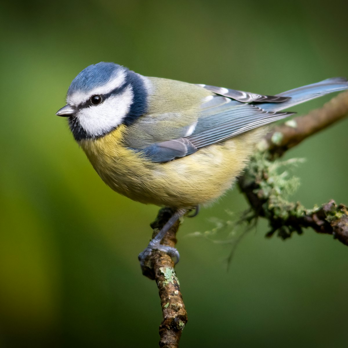 Blue tit perched on a mossy branch