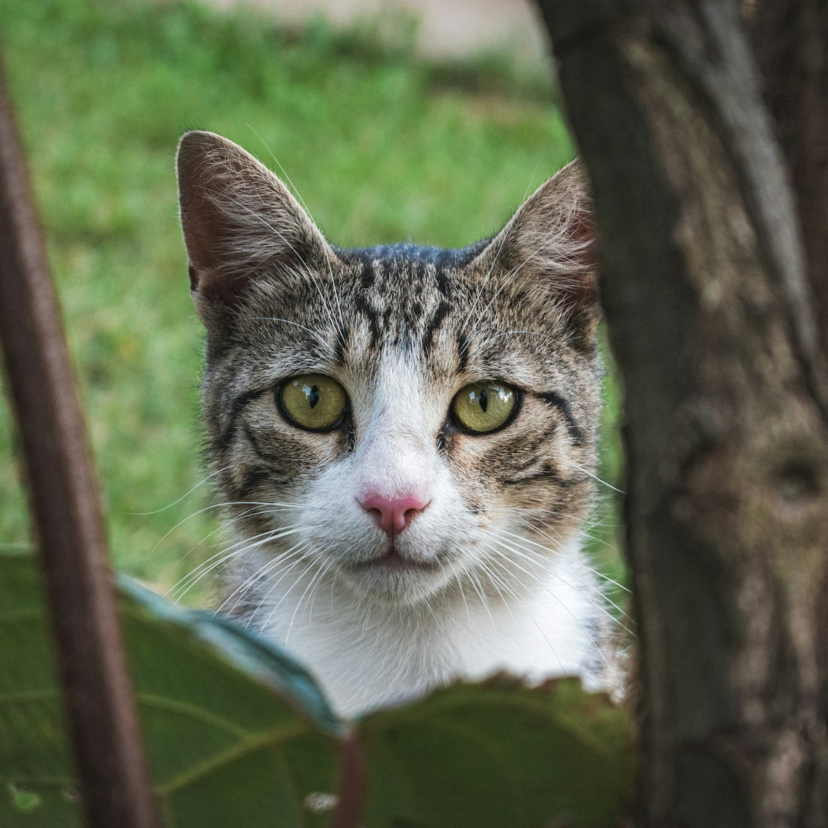 Tabby cat peeking out from beside a tree