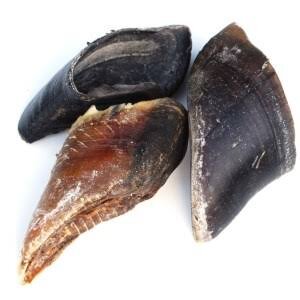 Cow Hooves Unfilled x 1