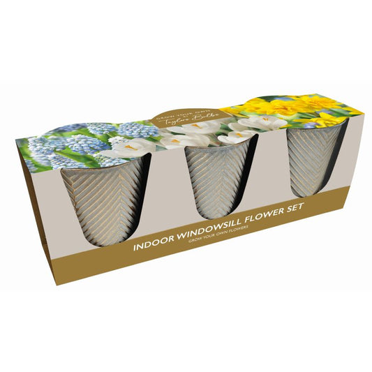 Taylors Bulbs indoor windowsill flower trio gift set