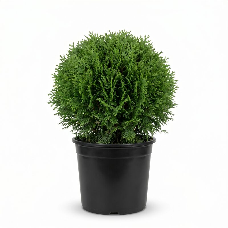 Thuja Occidentalis Hetz Midget in a pot