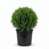 Thuja Occidentalis Hetz Midget in a pot