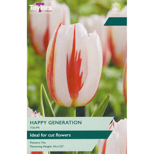 Taylors Bulbs Tulip Happy Generation 7 Pack