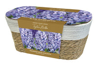 Taylors Bulbs Large Hyacinth Basket Blue