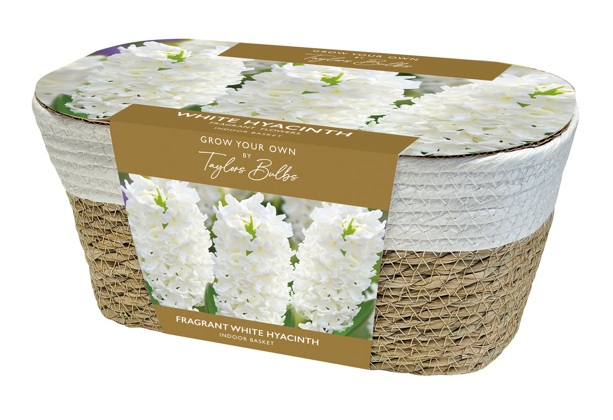 Taylors Bulbs Large Hyacinth Basket White