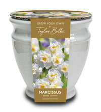 Taylors Bulbs Narcissi Ceramic Crackle Urn