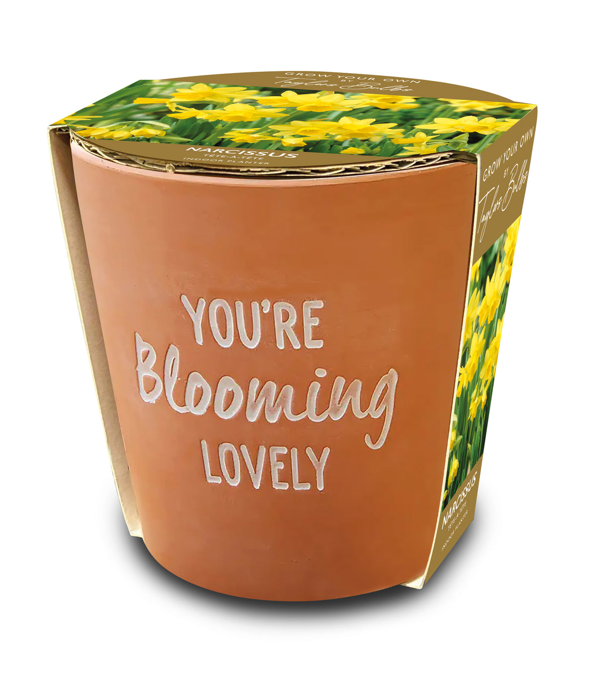 Taylors Bulbs Blooming Lovely Terracotta Pot with Narcissus