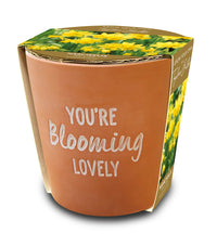Taylors Bulbs Blooming Lovely Terracotta Pot with Narcissus