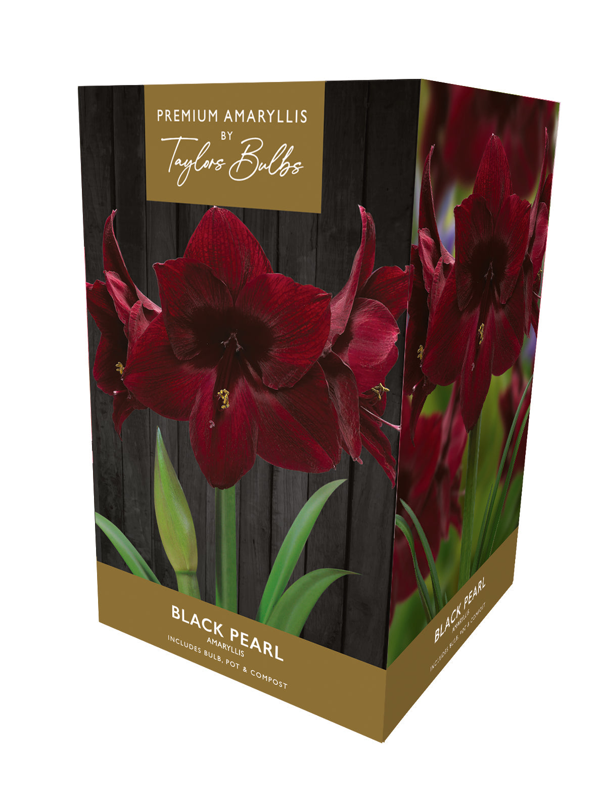 Taylors Bulbs Premium Amaryllis Black Pearl