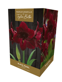 Taylors Bulbs Premium Amaryllis Black Pearl