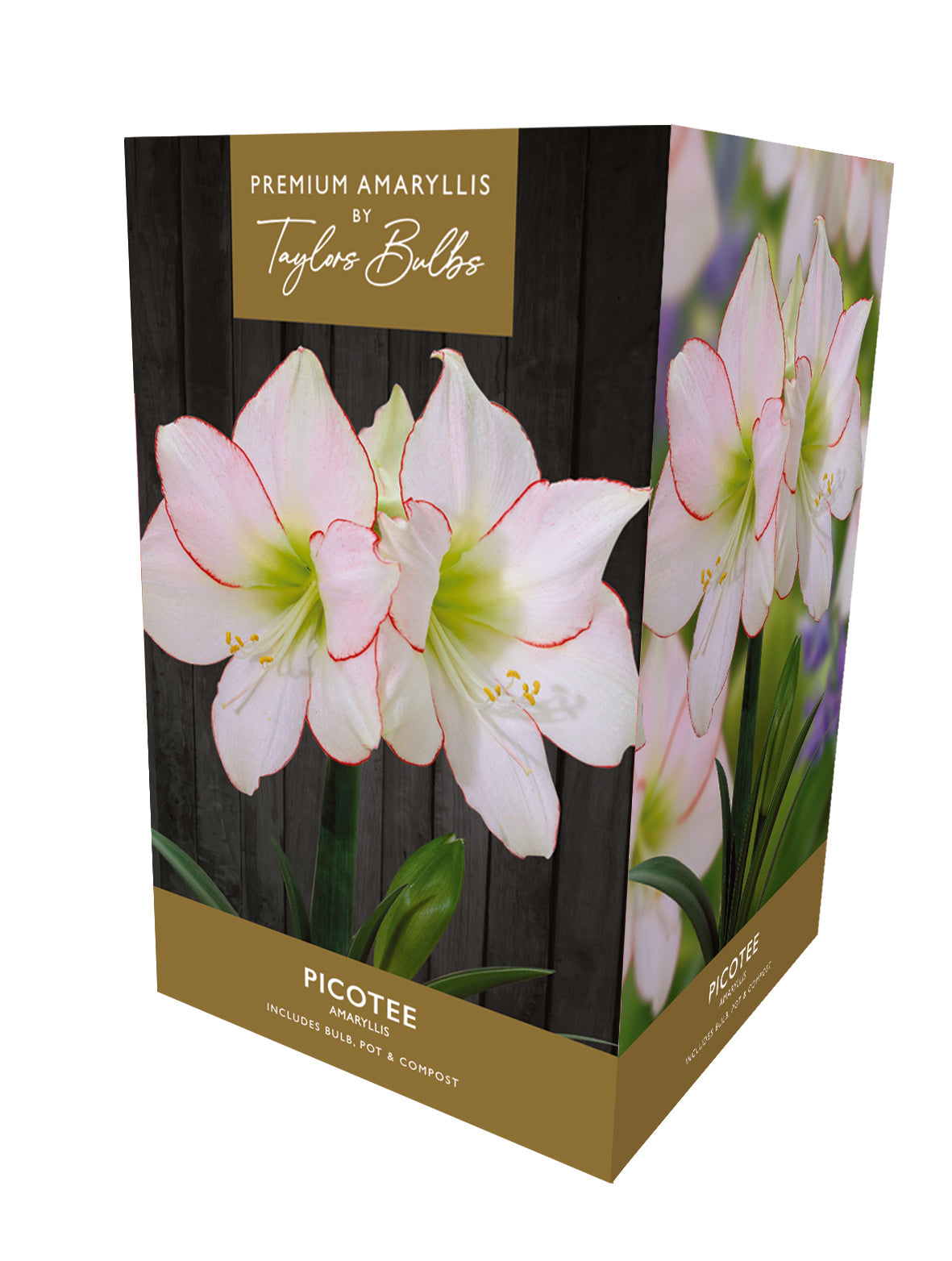 Taylors Bulbs Premium Amaryllis Picotee