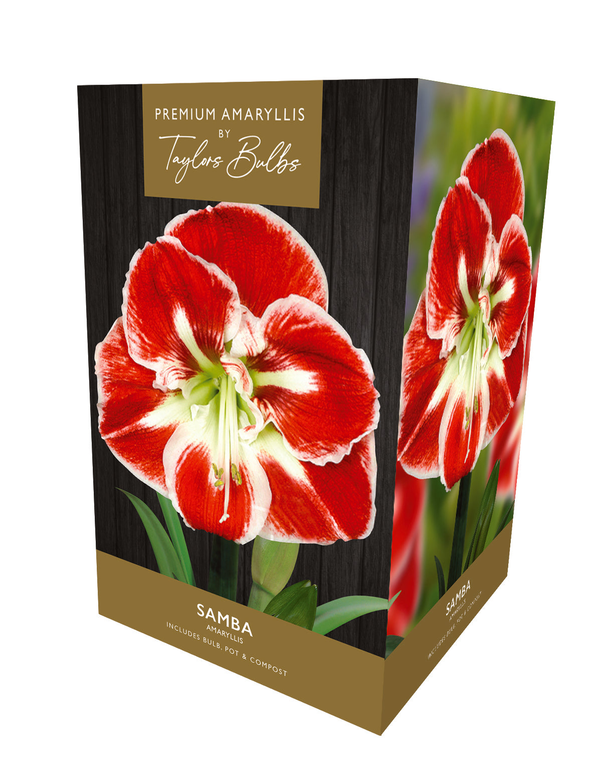 Taylors Bulbs Premium Amaryllis Samba