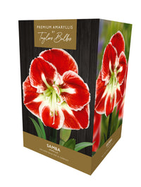 Taylors Bulbs Premium Amaryllis Samba