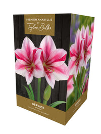 Taylors Bulbs Premium Amaryllis Gervase
