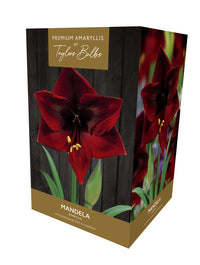 Taylors Bulbs Premium Amaryllis Mandela