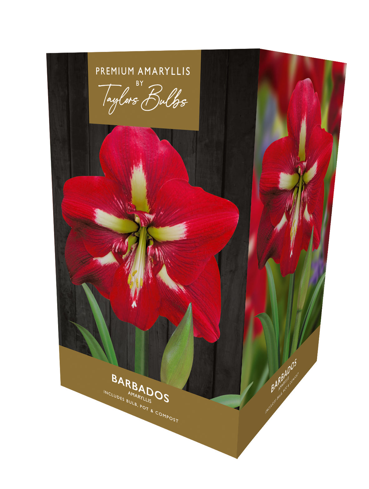 Taylors Bulbs Premium Amaryllis Barbados
