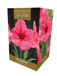 Taylors Bulbs Premium Amaryllis Pink Surprise