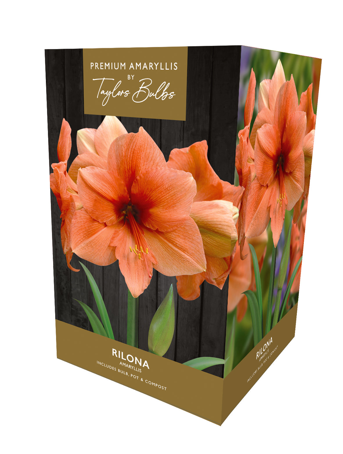 Taylors Bulbs Premium Amaryllis Rilona
