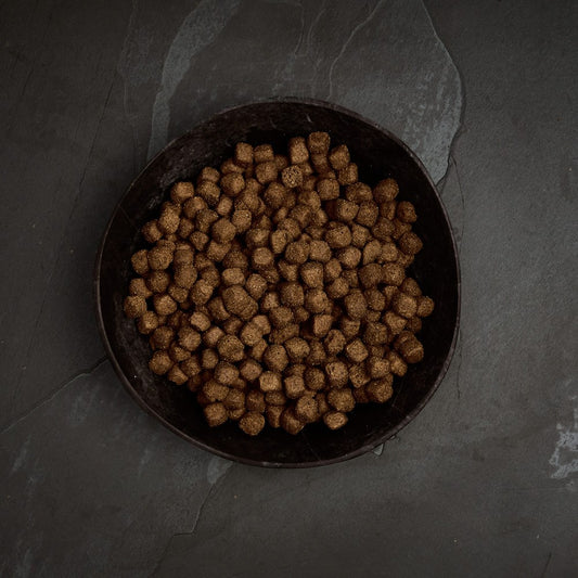 Canagan Dental Turkey dry dog food kibble in a bowl
