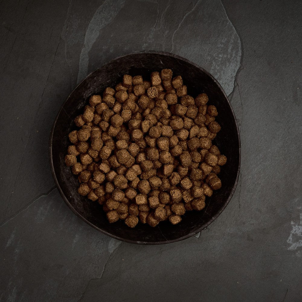 Canagan Dental Turkey dry dog food kibble in a bowl