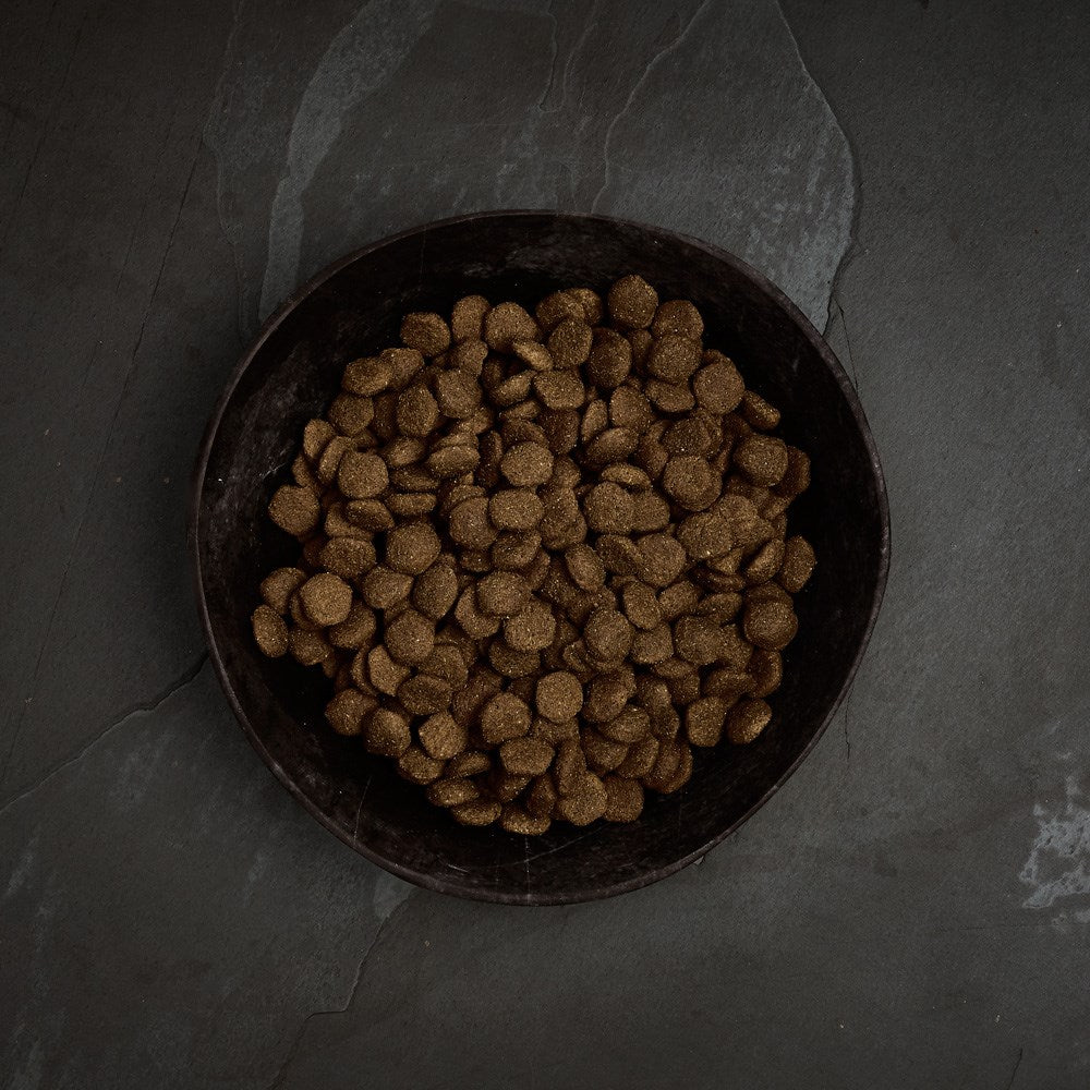 Canagan Scottish Salmon dry dog food kibble in a bowl
