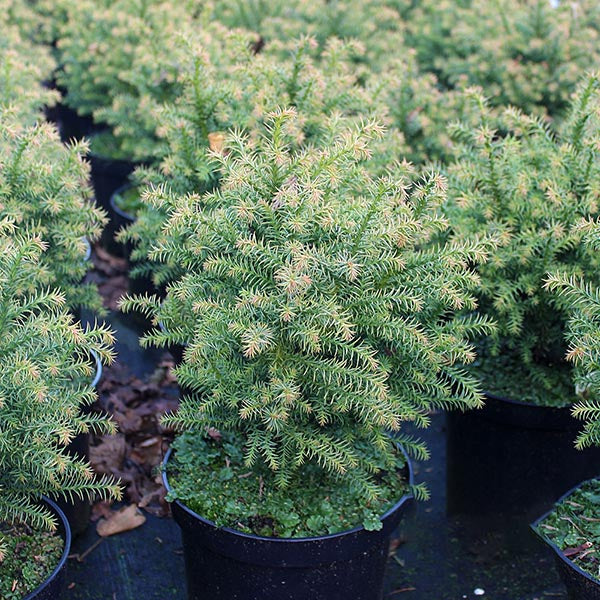 Cryptomeria Japonica Tilford Gold in a pot