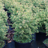 Cryptomeria Japonica Tilford Gold in a pot