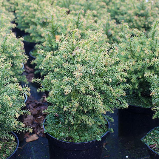 Cryptomeria Japonica Tilford Gold in a pot