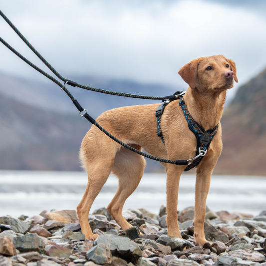 Neerdog GO-B-FLEXTRA multifunctional rope lead in black and orange