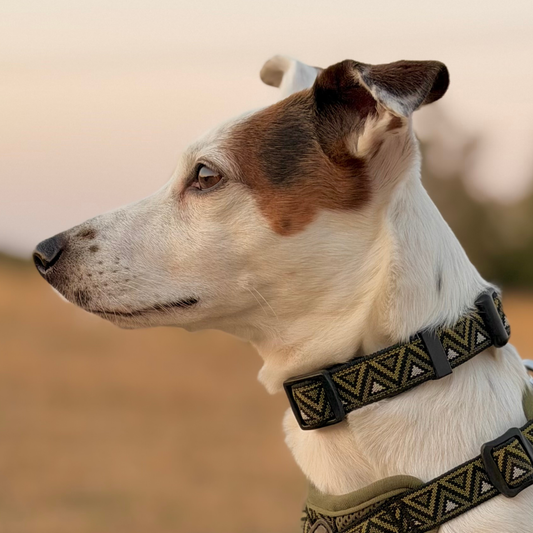 Neerdog Fern GO-CEE dog collar