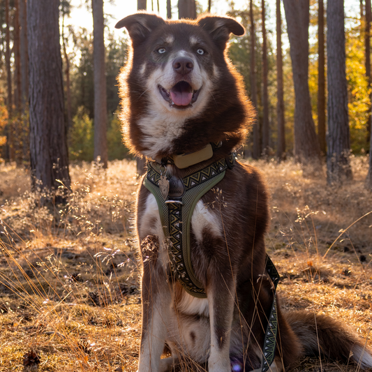 Neerdog Fern GO-B-BOLD Airflow dog harness