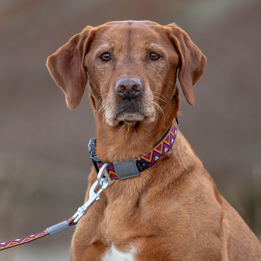 Neerdog Dahlia GO-CEE dog collar