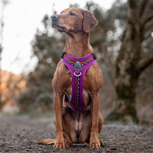 Neerdog Dahlia GO-B-BOLD Airflow dog harness