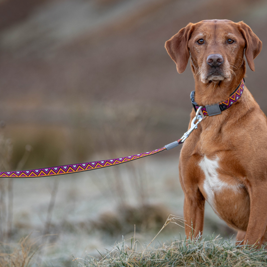 Neerdog Dahlia GO-CEE dog lead