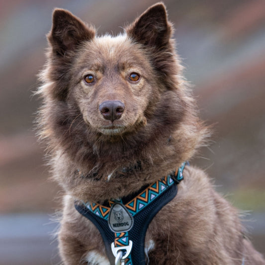 Neerdog Hollyhock GO-B-BOLD Airflow dog harness