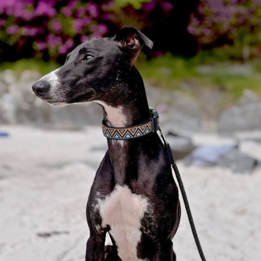 Neerdog Hollyhock GO-CEE dog collar