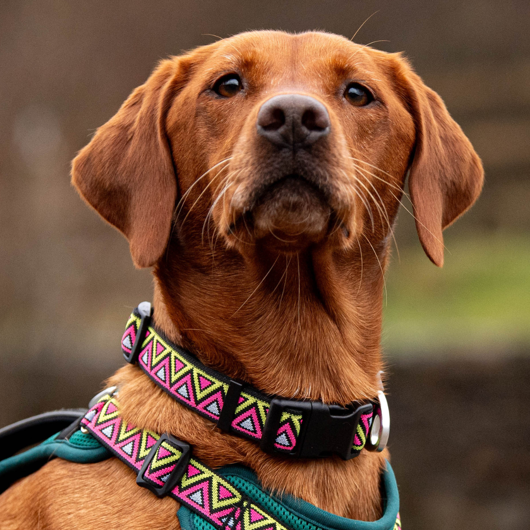 Neerdog Lantana GO-CEE dog collar