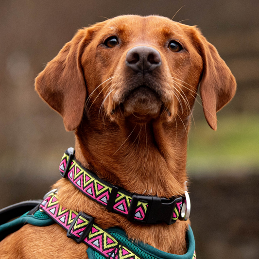 Neerdog Lantana GO-CEE dog collar