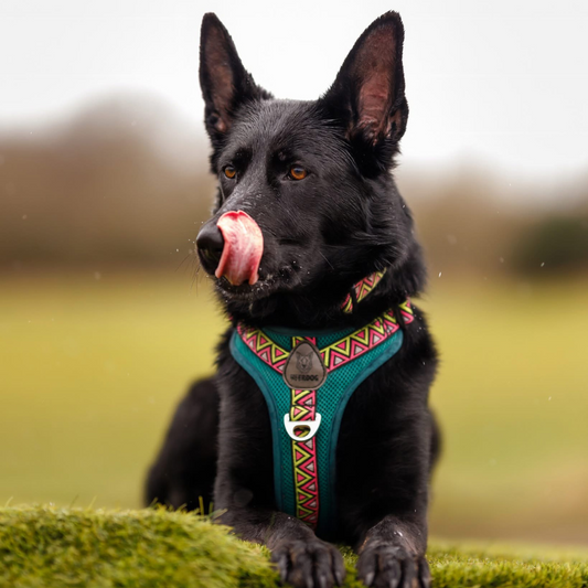 Neerdog Lantana GO-B-BOLD Airflow dog harness